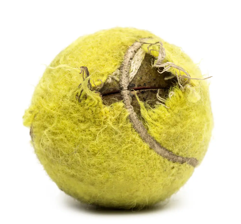 Chewed tennis ball against white background